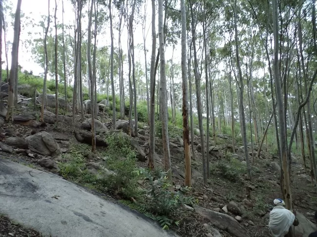 Photo of Yelagiri, Tamil Nadu, India by Manish Menon