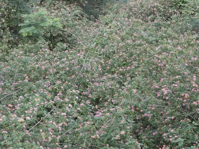 Photo of Yelagiri, Tamil Nadu, India by Manish Menon