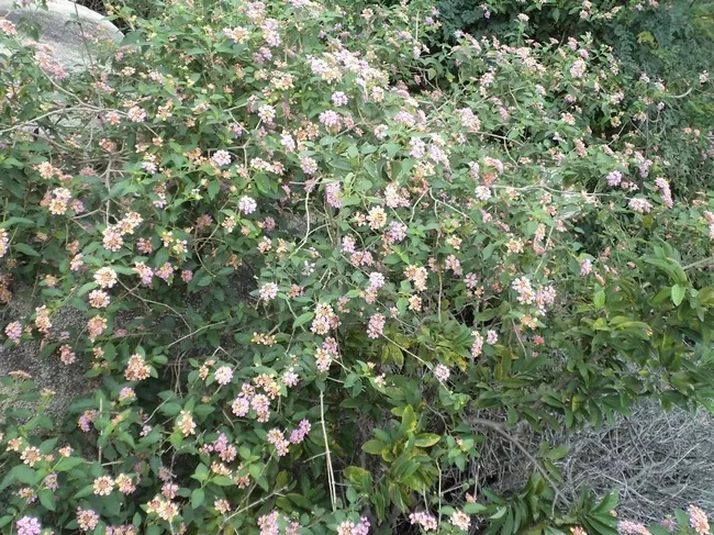 Photo of Yelagiri, Tamil Nadu, India by Manish Menon