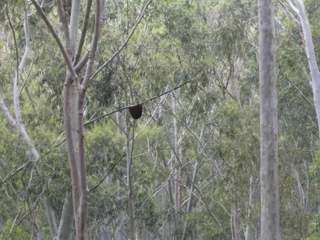 Photo of Yelagiri, Tamil Nadu, India by Manish Menon