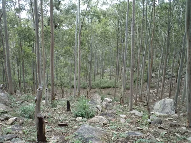 Photo of Yelagiri, Tamil Nadu, India by Manish Menon