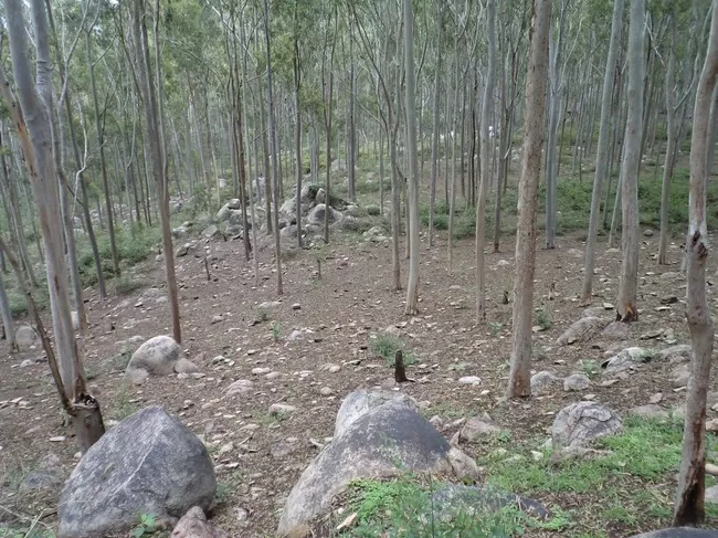 Photo of Yelagiri, Tamil Nadu, India by Manish Menon