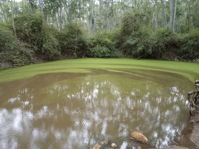 Photo of Yelagiri, Tamil Nadu, India by Manish Menon