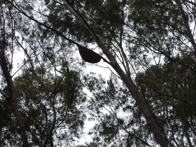 Photo of Yelagiri, Tamil Nadu, India by Manish Menon