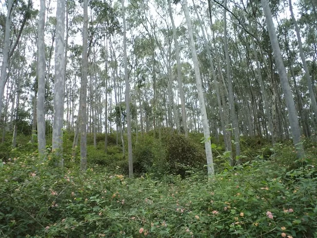 Photo of Yelagiri, Tamil Nadu, India by Manish Menon