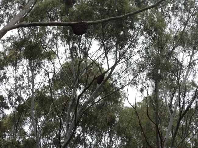 Photo of Yelagiri, Tamil Nadu, India by Manish Menon