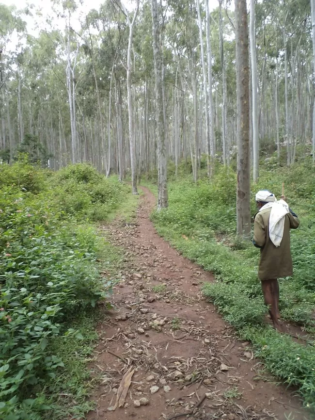 Photo of Yelagiri, Tamil Nadu, India by Manish Menon