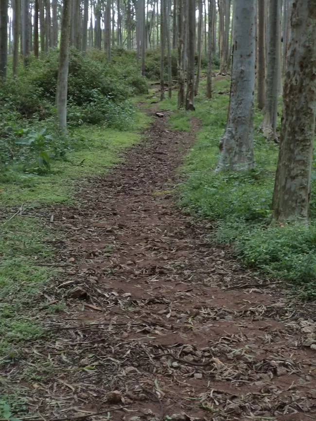 Photo of Yelagiri, Tamil Nadu, India by Manish Menon