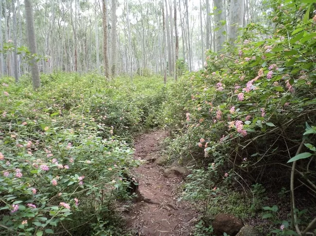 Photo of Yelagiri, Tamil Nadu, India by Manish Menon
