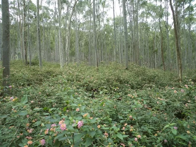 Photo of Yelagiri, Tamil Nadu, India by Manish Menon