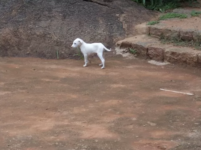 Photo of Yelagiri, Tamil Nadu, India by Manish Menon