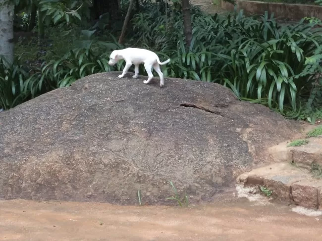 Photo of Yelagiri, Tamil Nadu, India by Manish Menon