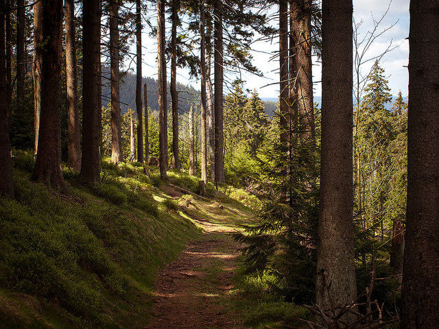 Photo of Harz National Park, Goslar, Germany by Himani Khatreja