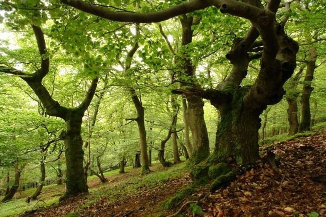 Photo of Nationalpark Kellerwald-Edersee, Bad Wildungen, Germany by Himani Khatreja