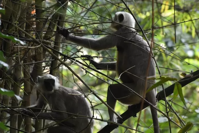 Photo of Valmiki Nagar, Bihar, India by Barun Raj