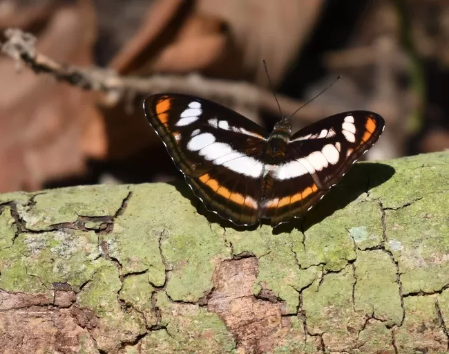 Photo of Valmiki Nagar, Bihar, India by Barun Raj