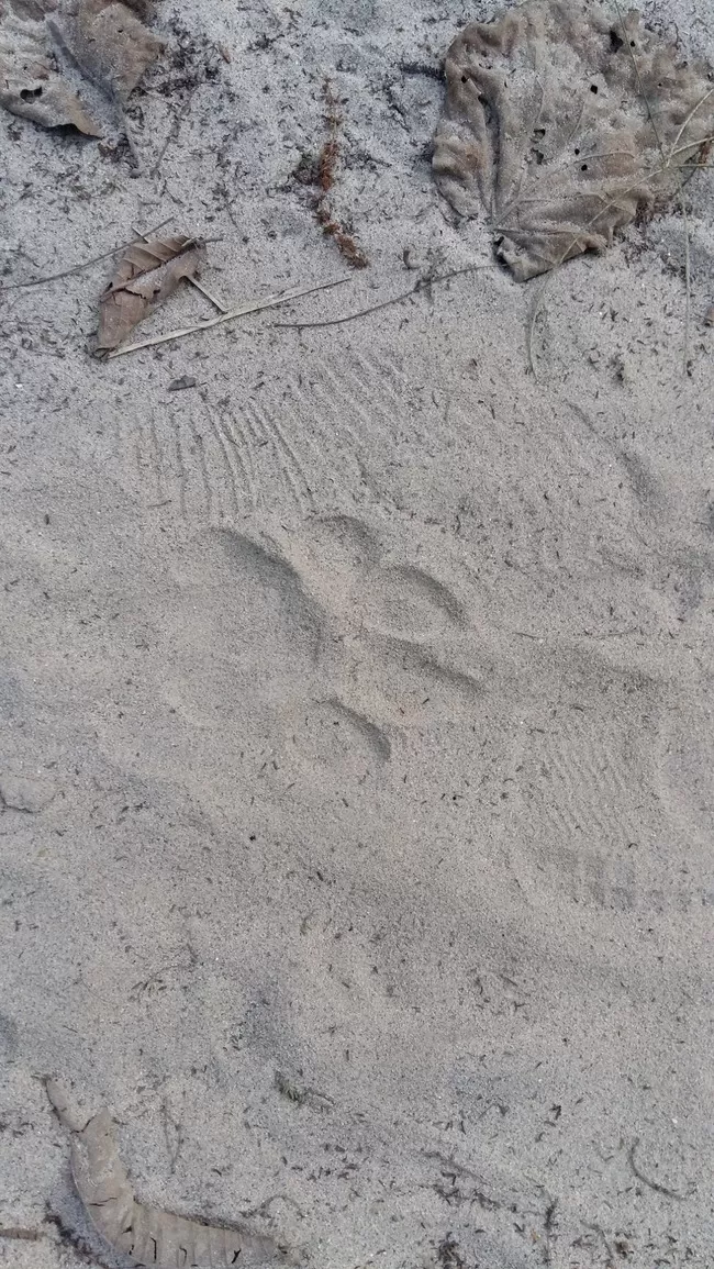 Photo of Valmiki Nagar, Bihar, India by Barun Raj