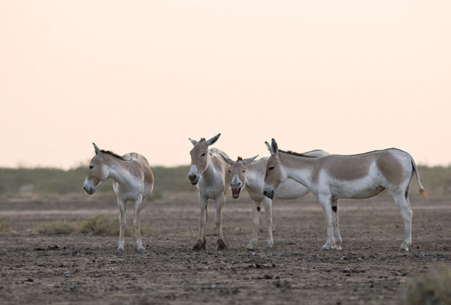 Photo of Vadhvana, Gujarat, India by Travel+Leisure India & South Asia
