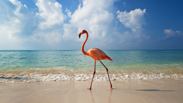 Photo of Pulicat, Tamil Nadu, India by Prateek Dham