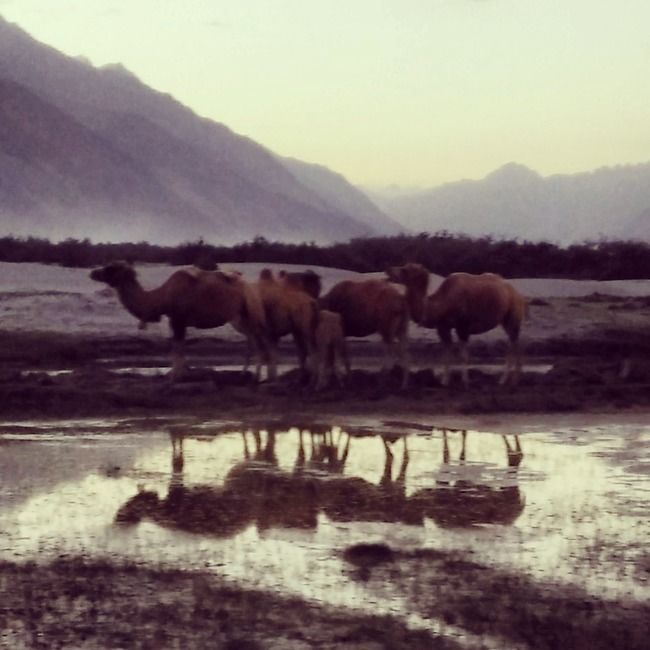 Photo of Nubra Valley by Shruti Sidhan