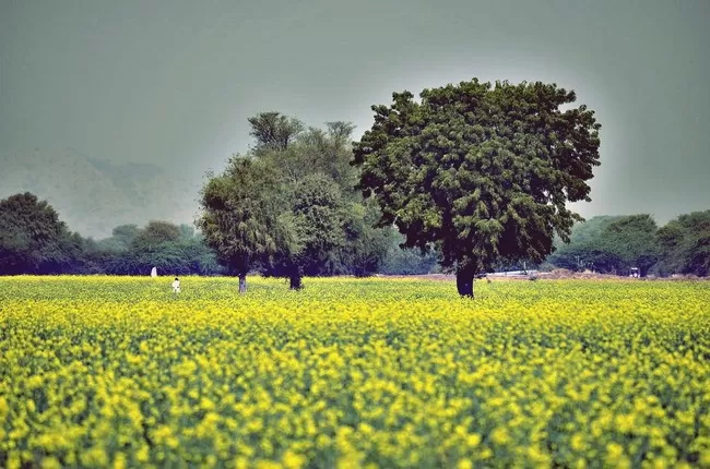 Photo of 8 Last Minute Long-Weekend Vacation Ideas From Delhi by Sreshti Verma