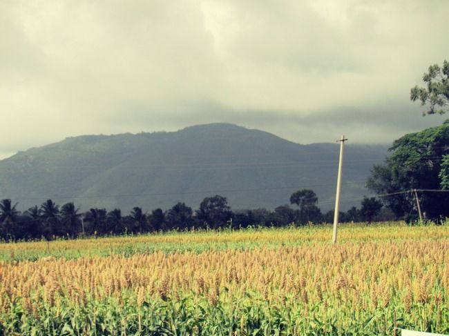 Photo of Muthanga Wildlife Safari, Muthanga, Kerala, India by Swagatika Priyadarshini