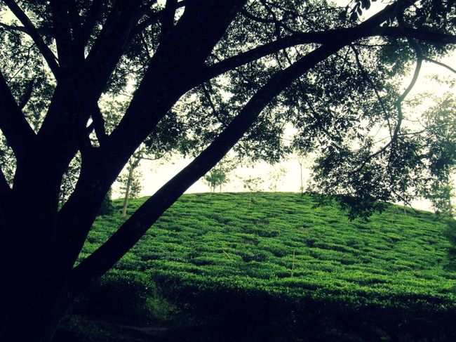 Photo of Lakkidi View Point, Lakkidi, Kerala, India by Swagatika Priyadarshini