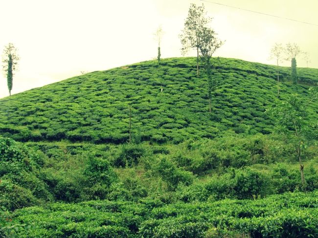 Photo of Lakkidi View Point, Lakkidi, Kerala, India by Swagatika Priyadarshini