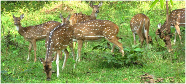 Photo of Wayanad, Kerala, India by Santhosh Kumar Gaikwad