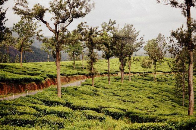 Photo of Wayanad, Kerala, India by Santhosh Kumar Gaikwad