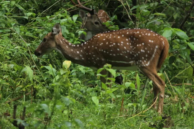 Photo of Edakkal Caves, Nenmeni, Kerala, India by Vrinda