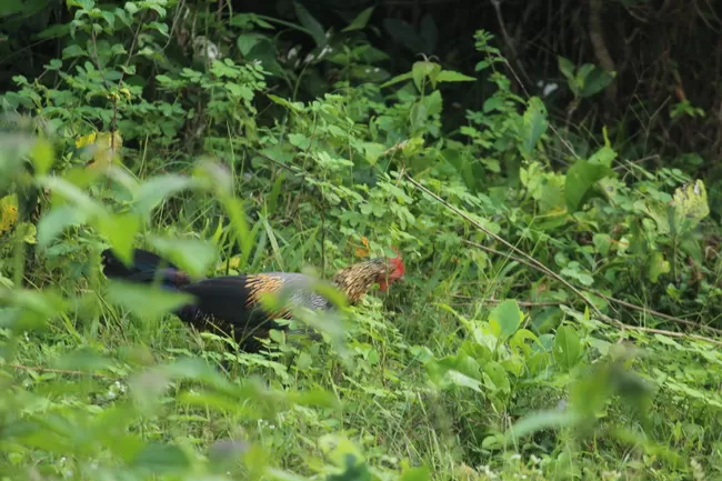 Photo of Edakkal Caves, Nenmeni, Kerala, India by Vrinda