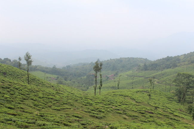 Photo of Wayanad: Where everyone feels at home by Meghana Jambhe