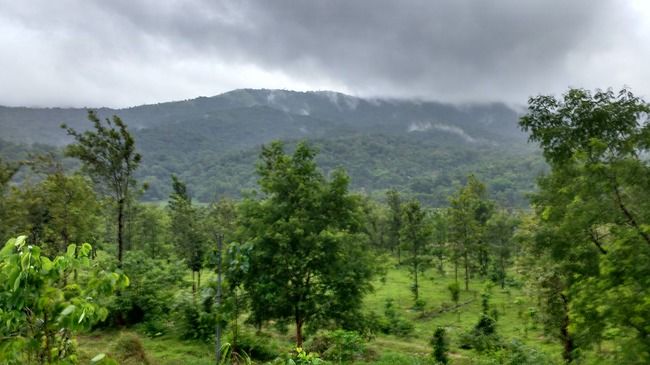Photo of Wayanad Wildlife Sanctuary, Thirunelli Pakshipathalam Trek, Pothumoola, Panavally, Kerala, India by Megha Goel