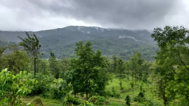 Photo of Wayanad Wildlife Sanctuary, Thirunelli Pakshipathalam Trek, Pothumoola, Panavally, Kerala, India by Megha Goel