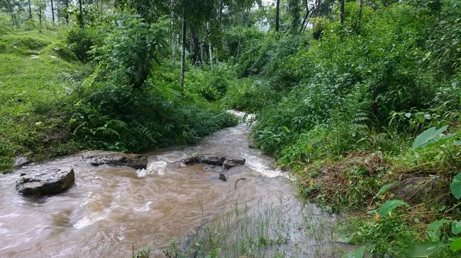 Photo of Rejuvenating trip to Wayanad (Kerela) by Megha Goel