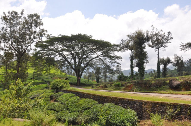 Photo of Wayanad, Kerala, India by Purnima Manhas