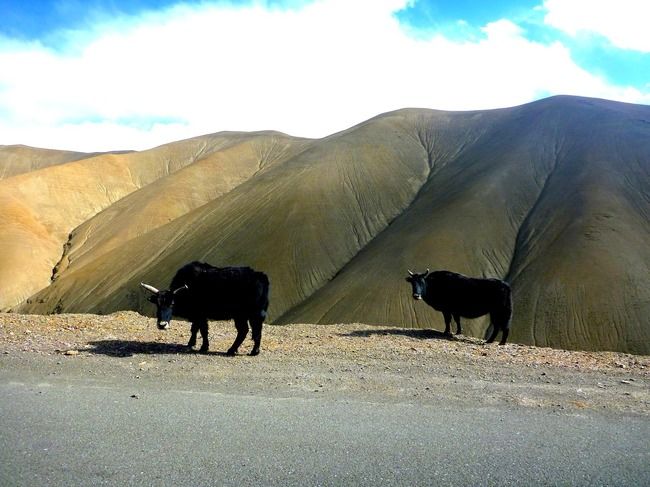 Photo of A Roadtrip to Ladakh - Part 2 by rysha hamza
