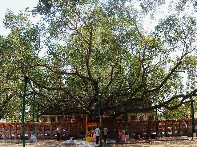Photo of Bodhi Tree (Bodhgaya}, Bodhgaya, Bihar, India by Vinod Ponoth