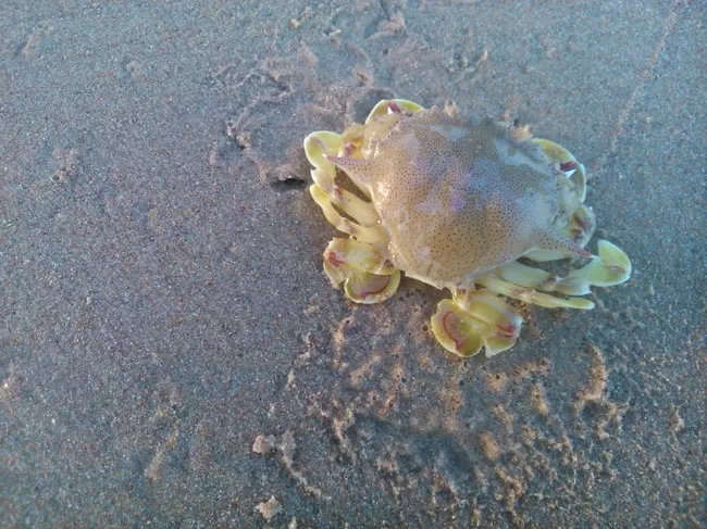 Photo of Kunkeshwar Beach, Kunkeshwar, Maharashtra, India by Myron D'silva