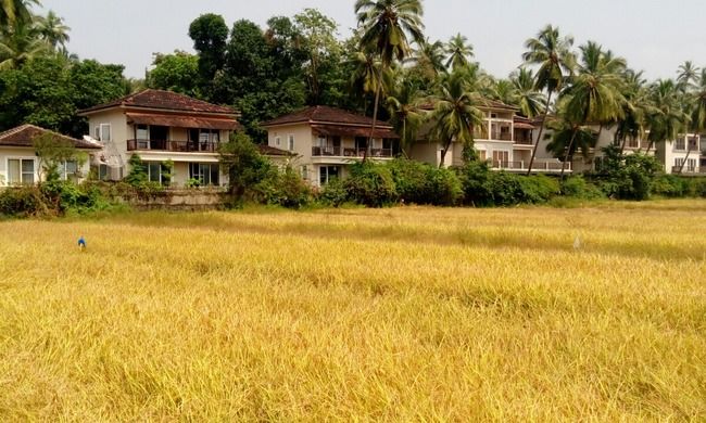 Photo of Experienced a rural Goa- Saligao by Kaza Ghosh