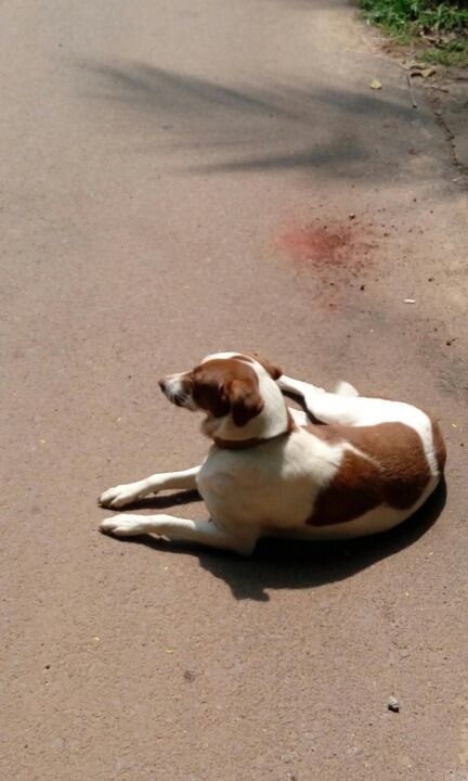 Photo of Experienced a rural Goa- Saligao by Kaza Ghosh