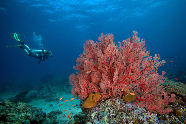 Photo of Havelock Island, South Andaman, Andaman and Nicobar Islands, India by Travel+Leisure India & South Asia