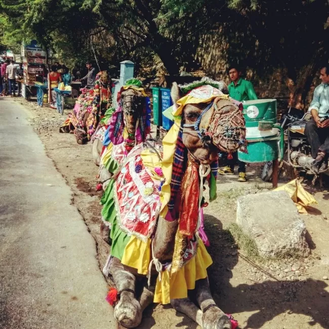 Photo of "Udaipur: City Of Lakes" and "Sajjangarh Forest Trail to Bari Ghat" by Arvind