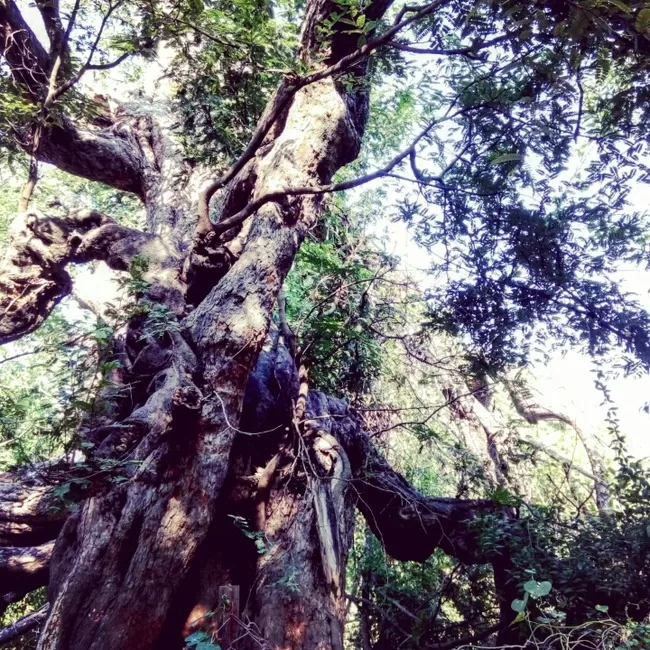 Photo of "Udaipur: City Of Lakes" and "Sajjangarh Forest Trail to Bari Ghat" by Arvind