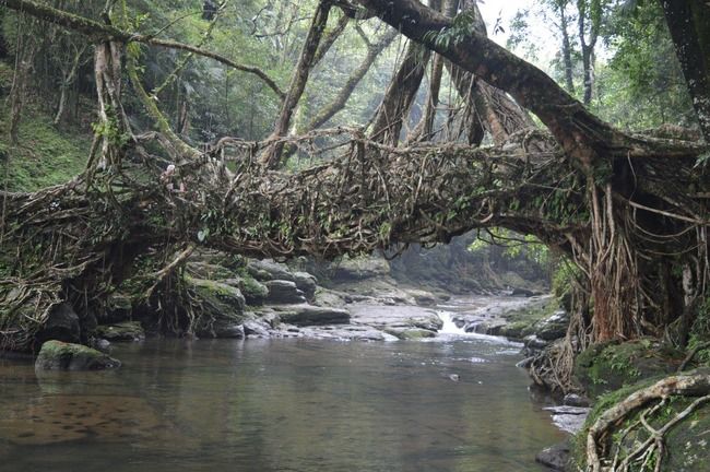 Photo of Nongriat, Meghalaya, India by Kriti Dhingra