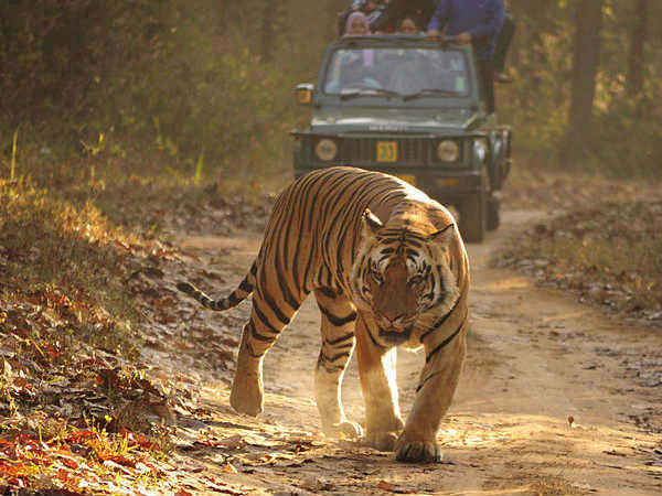 Photo of Jim Corbett National Park, Ramnagar, Uttarakhand, India by Tripoto