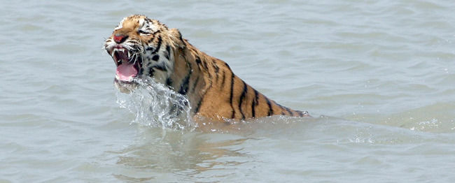 Photo of Sundarbans by Tripoto