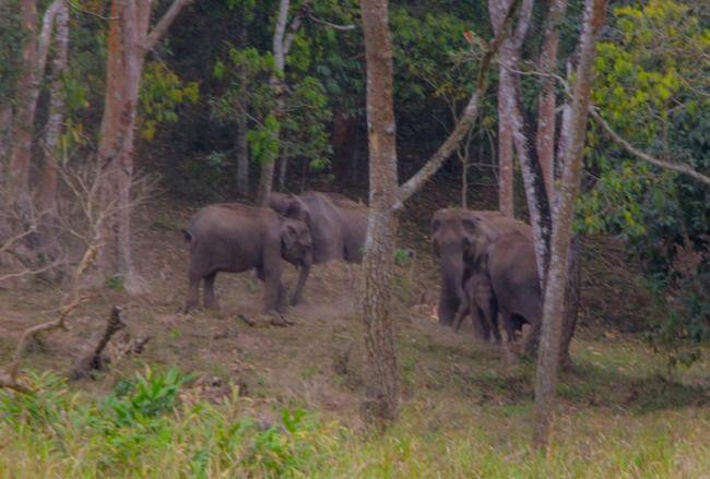 Photo of Safari in Periyar Tiger Reserve! by Nicolas Zapata