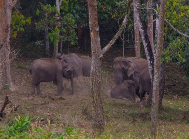 Photo of Safari in Periyar Tiger Reserve! by Nicolas Zapata